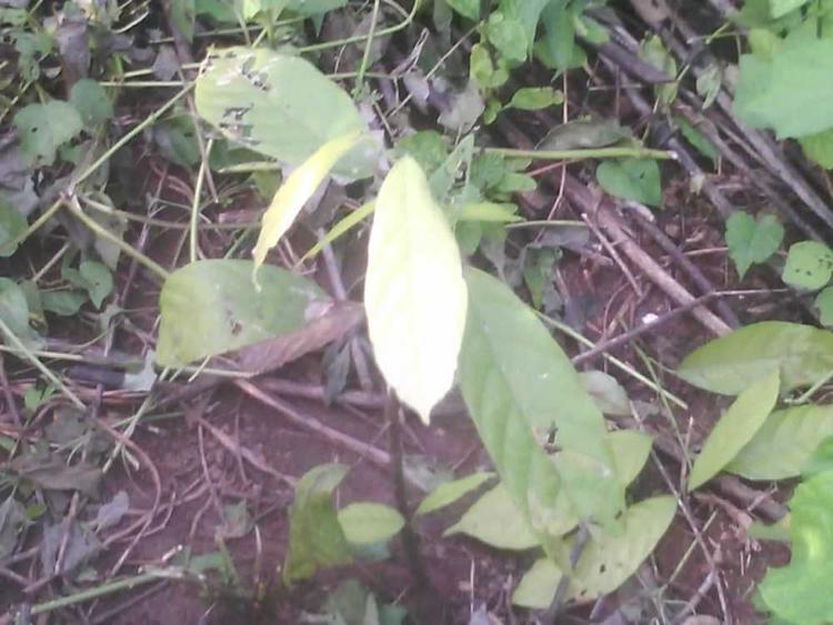 tree image