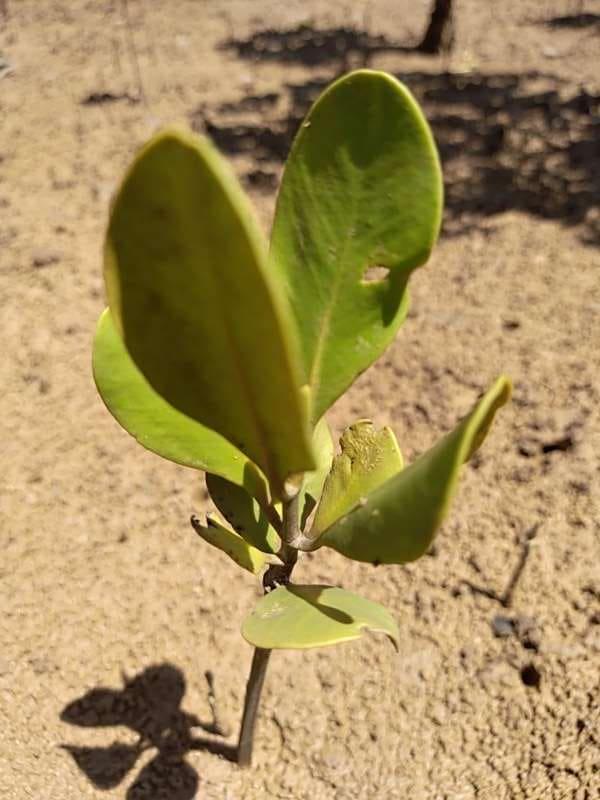 tree image