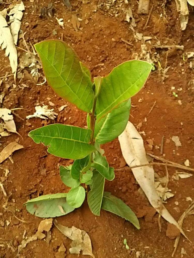tree image