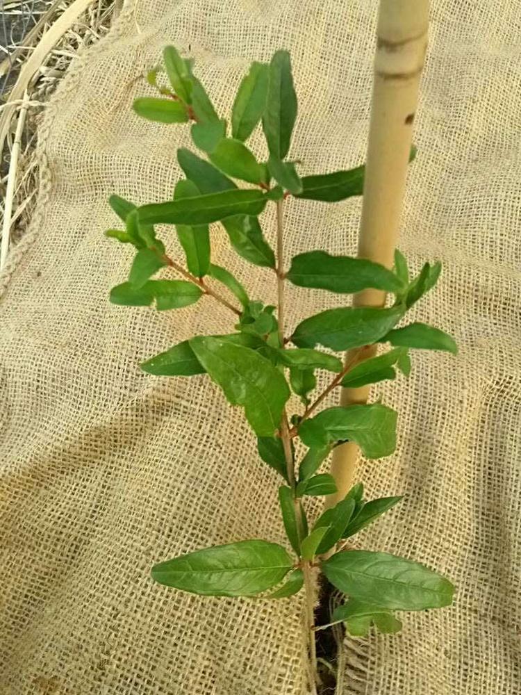 tree image