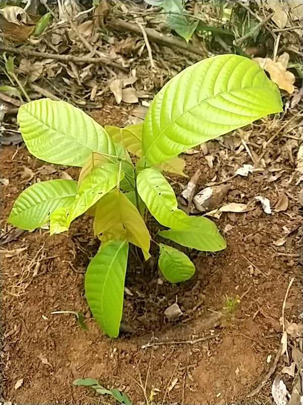 tree image