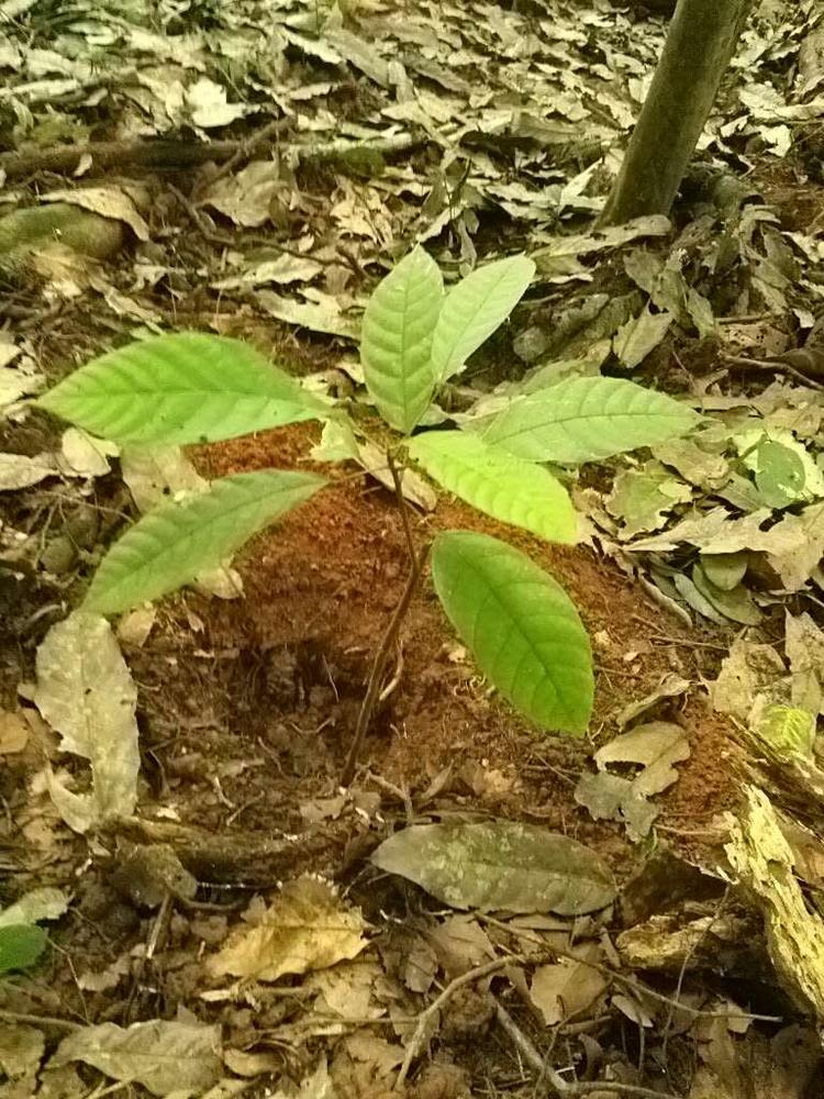 tree image