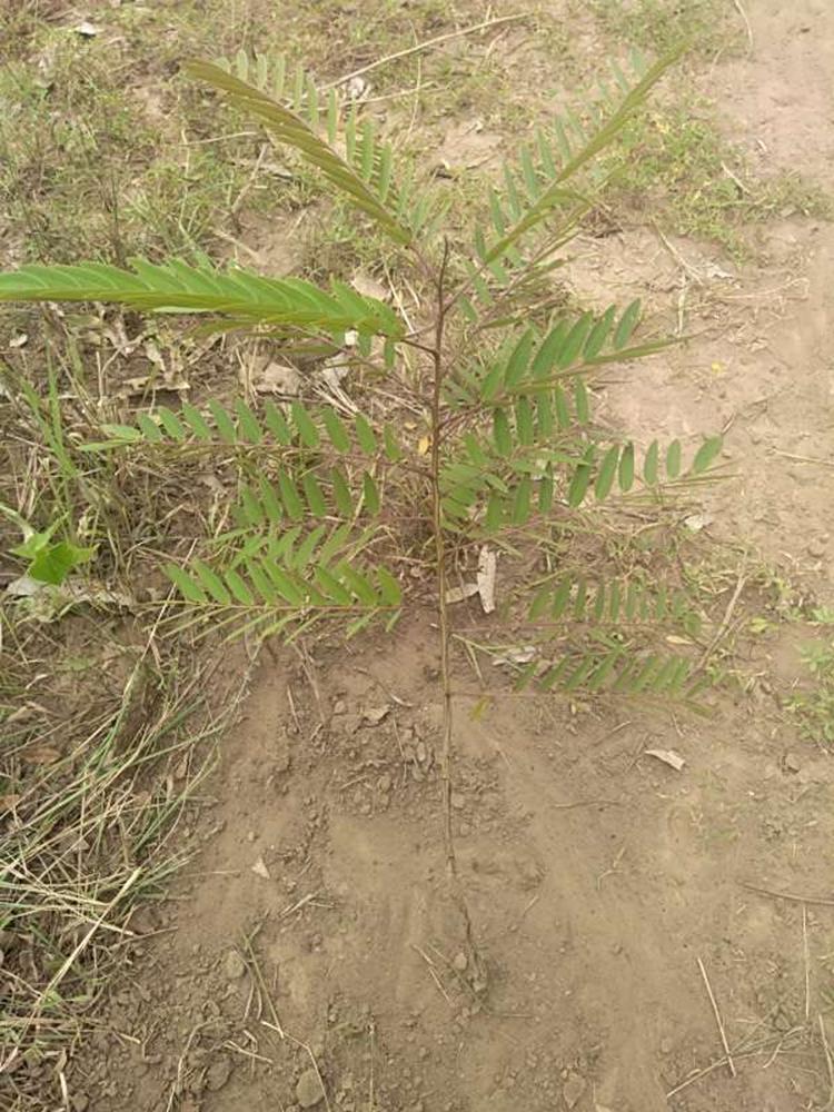tree image