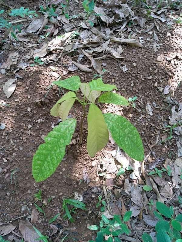 tree image