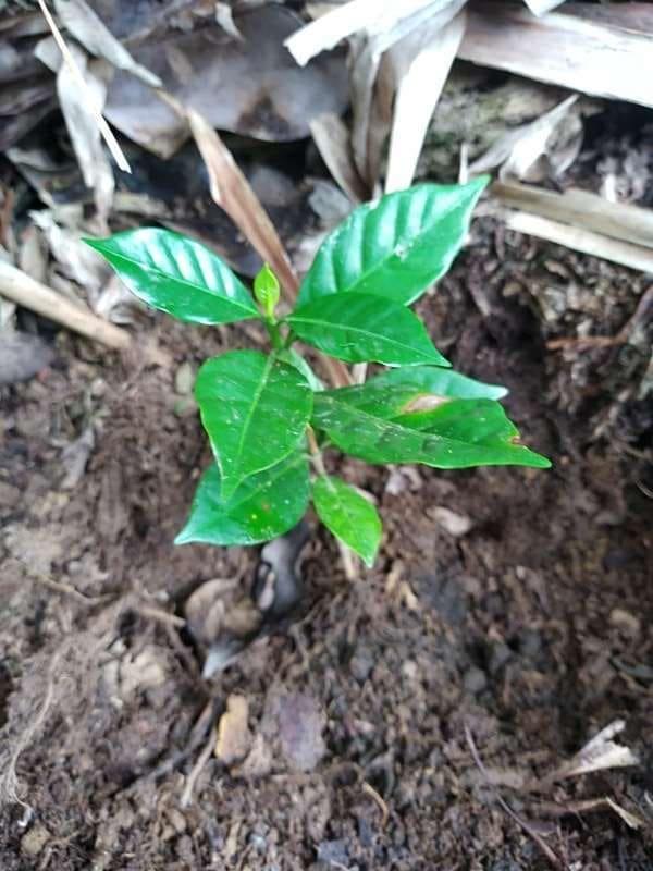 tree image