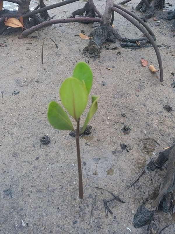 tree image