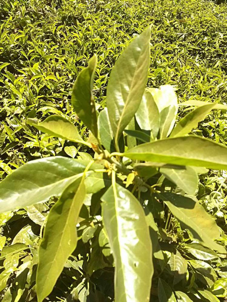 tree image