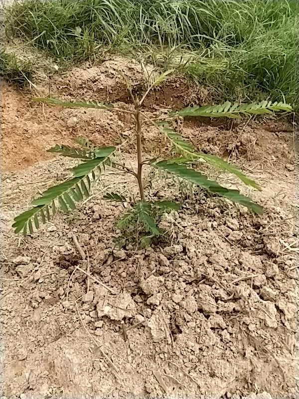 tree image