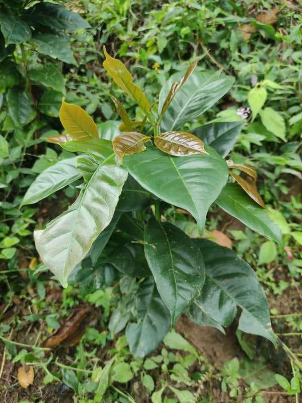 tree image