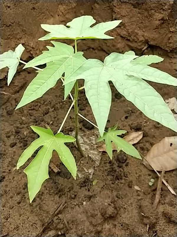 tree image