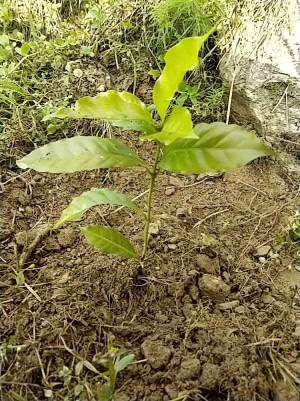 tree image