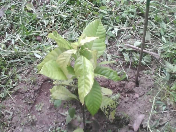 tree image