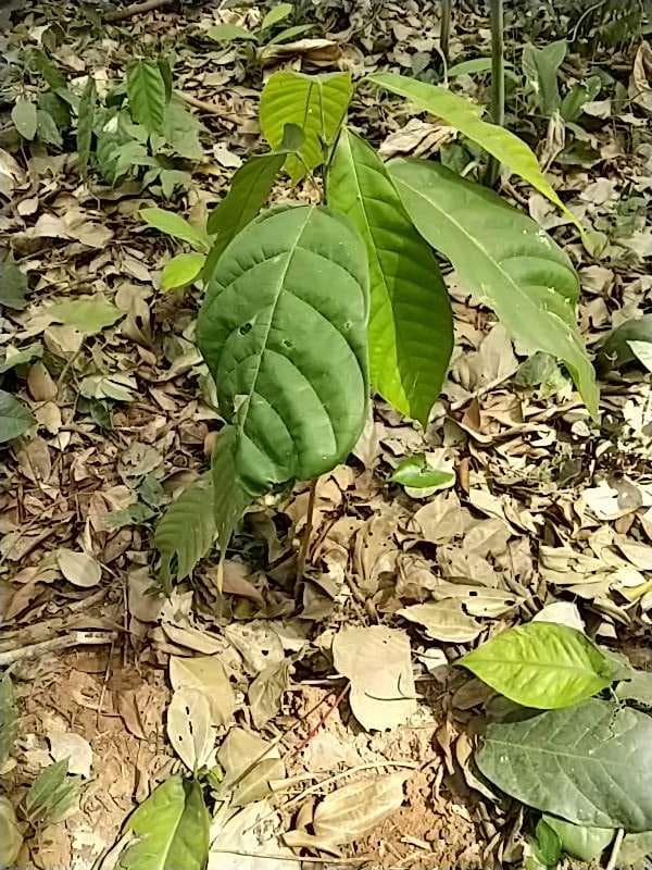 tree image