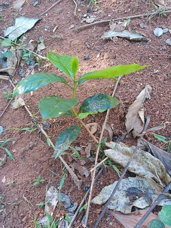 tree image