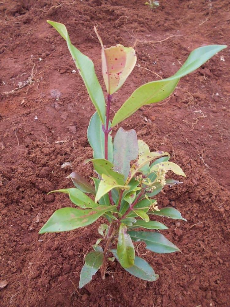 tree image