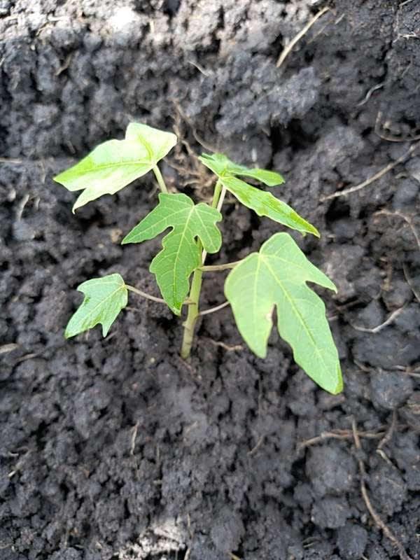tree image