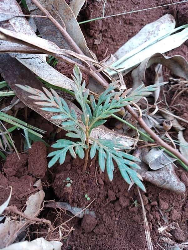 tree image