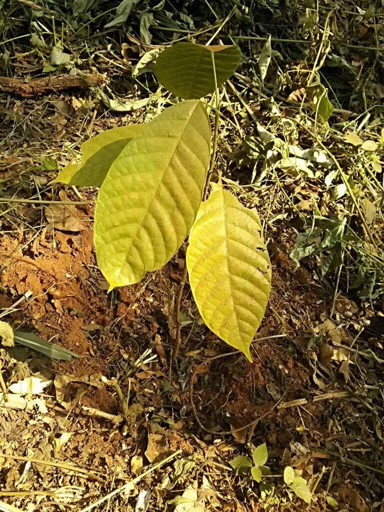 tree image