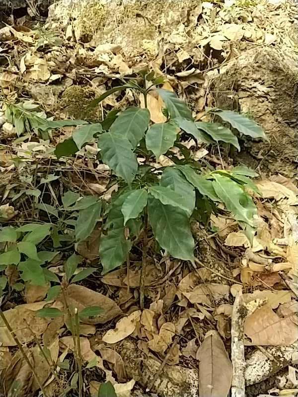 tree image