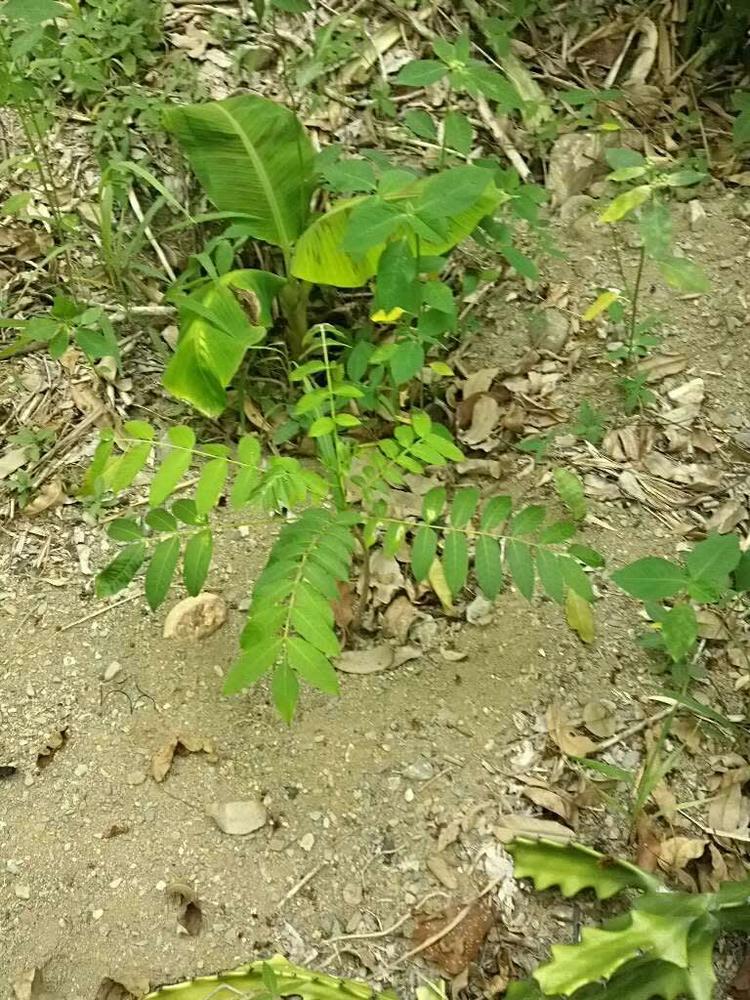 tree image