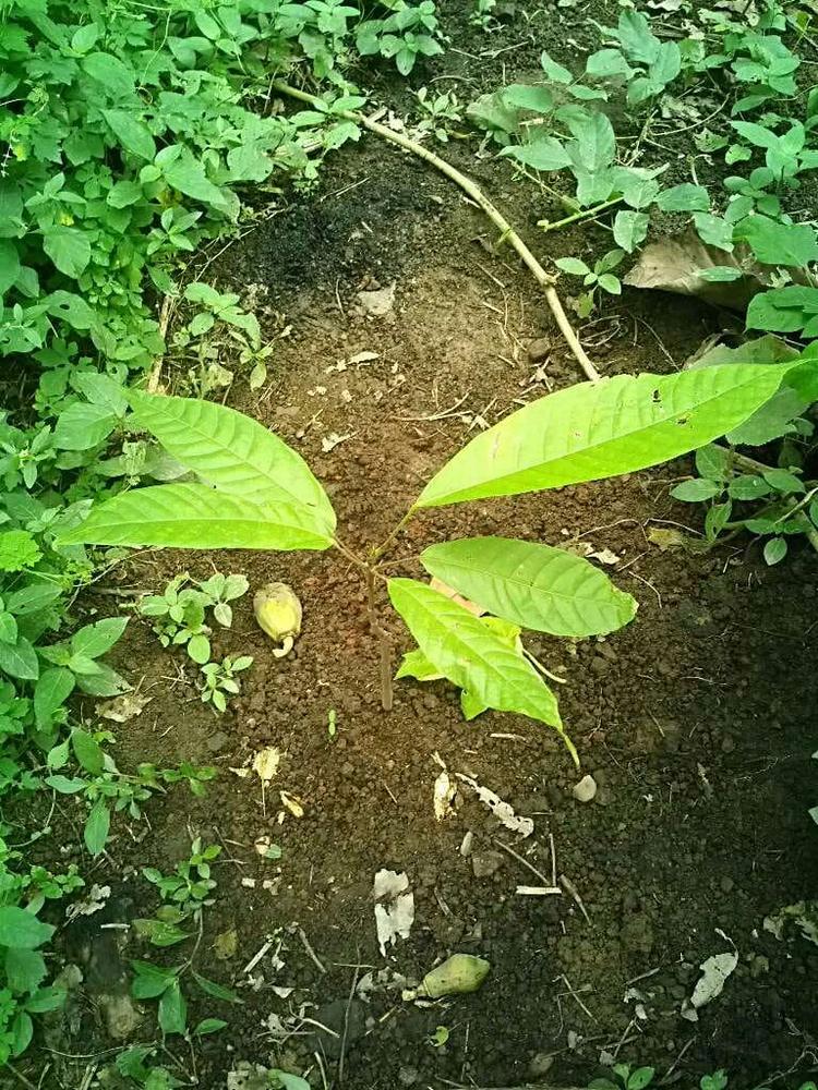 tree image
