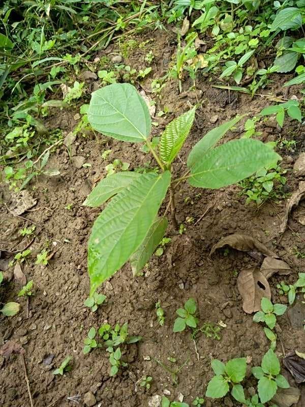tree image