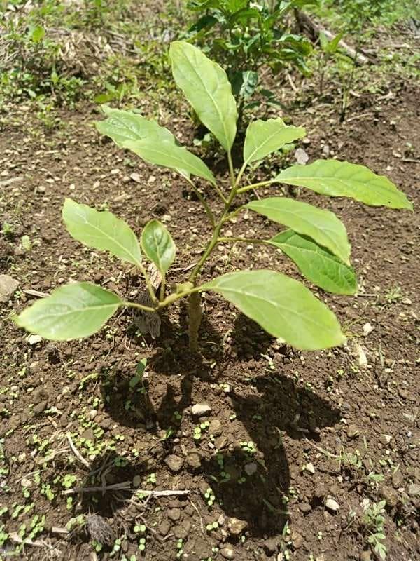 tree image