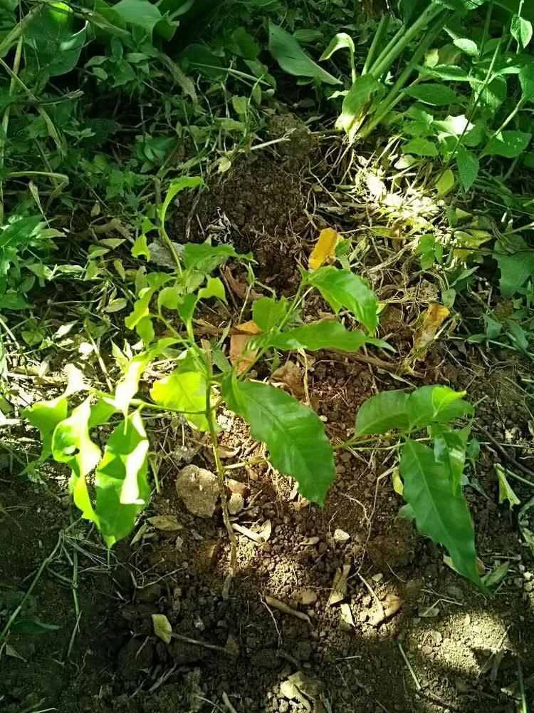 tree image