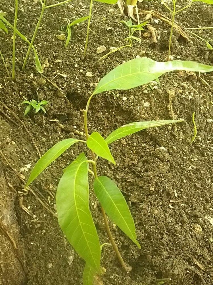 tree image