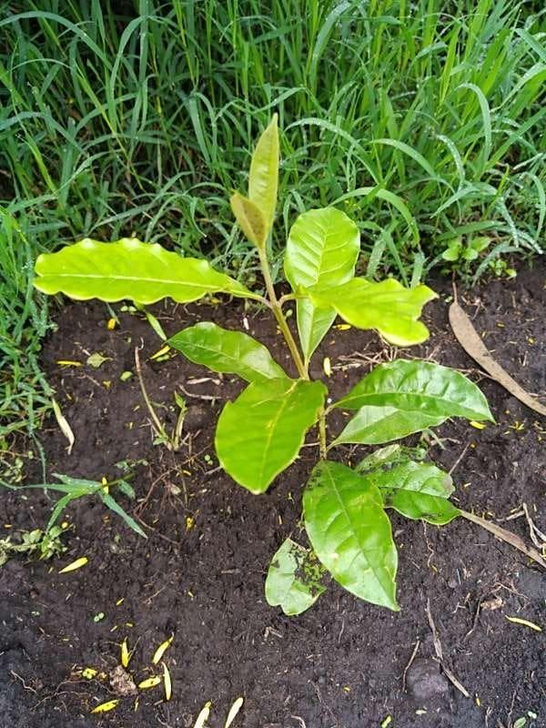 tree image