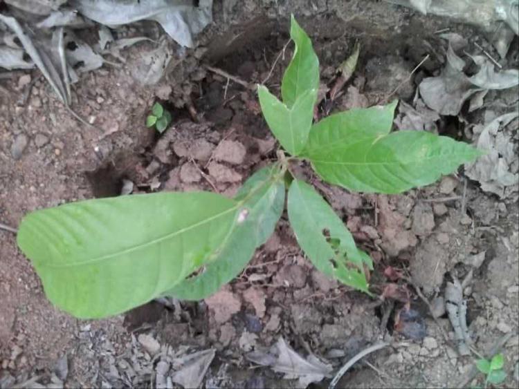 tree image