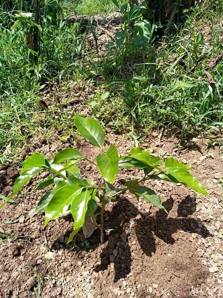 tree image
