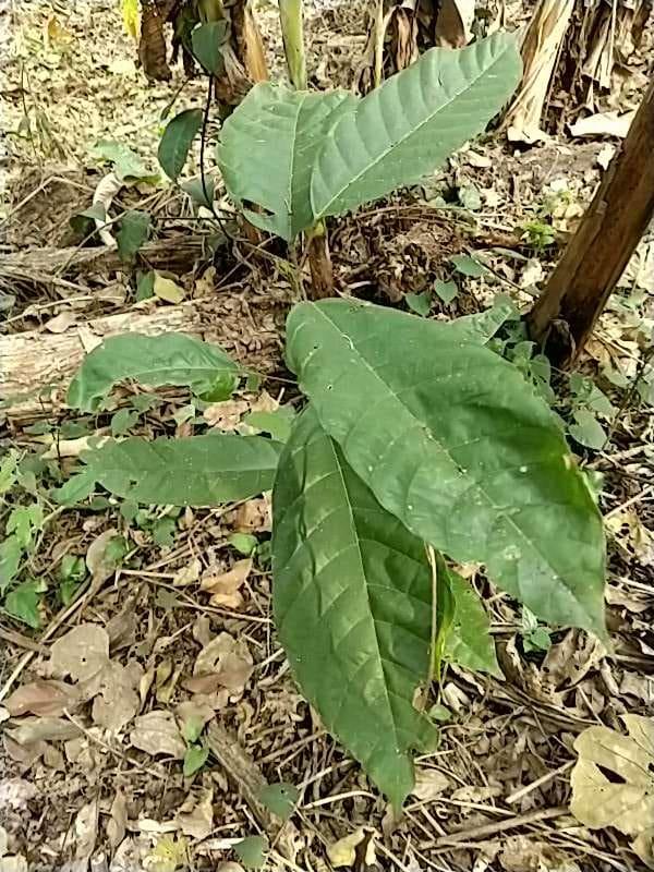 tree image