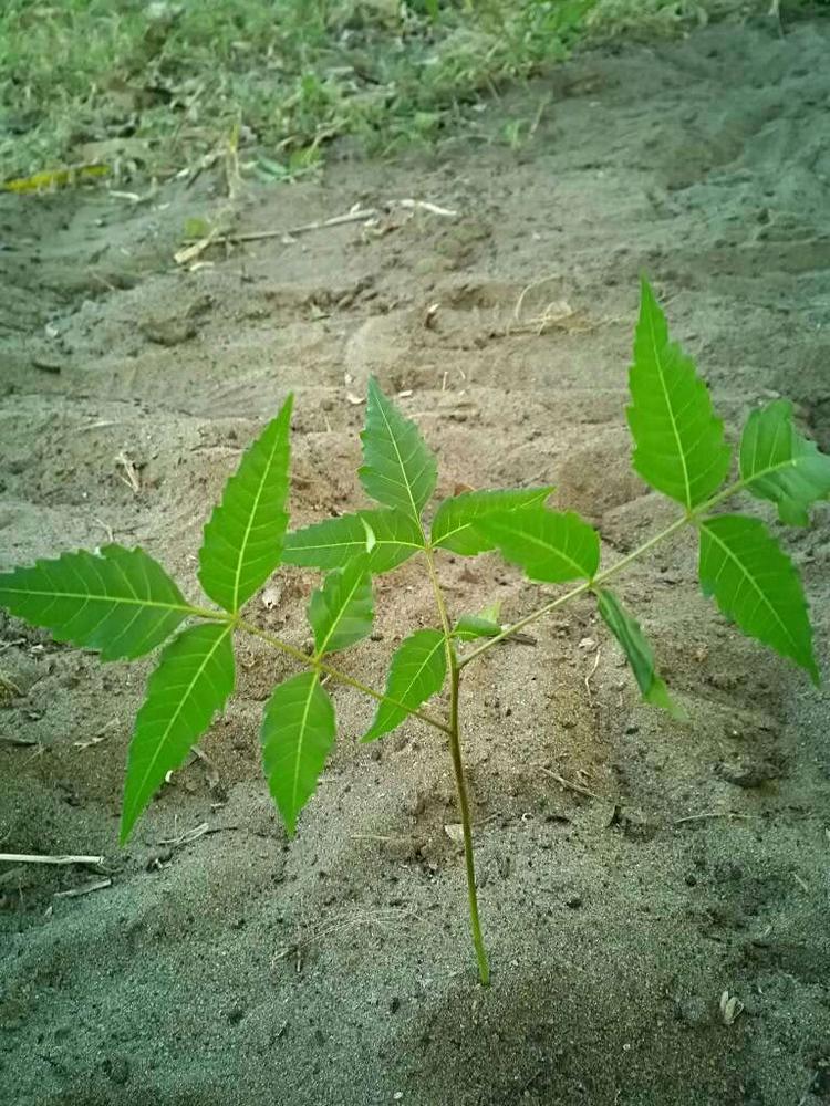 tree image