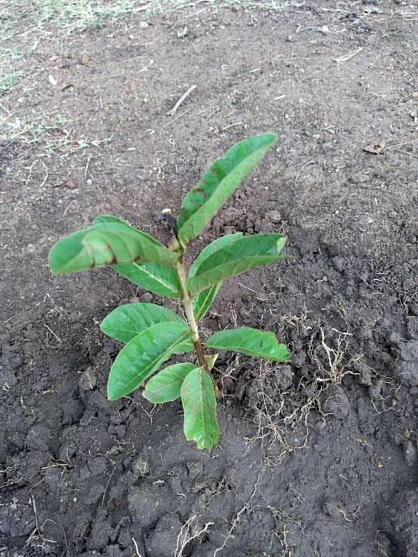 tree image