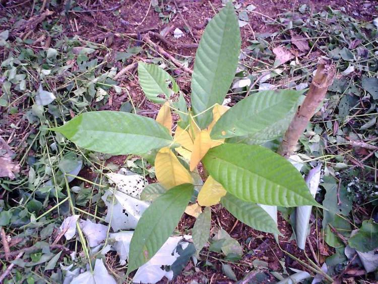 tree image