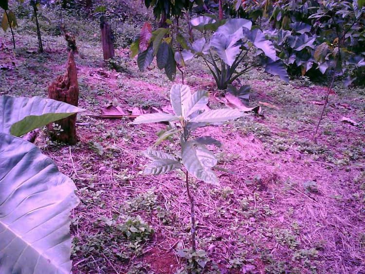 tree image
