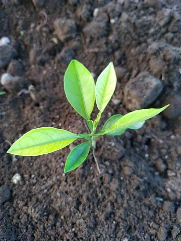 tree image