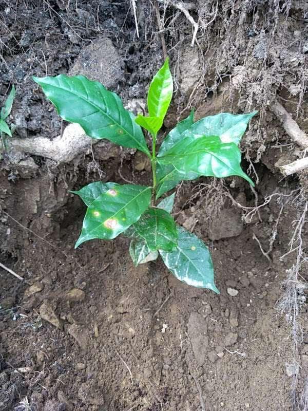 tree image