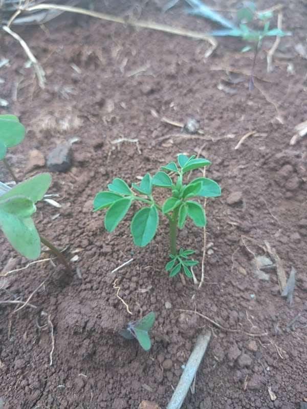 tree image