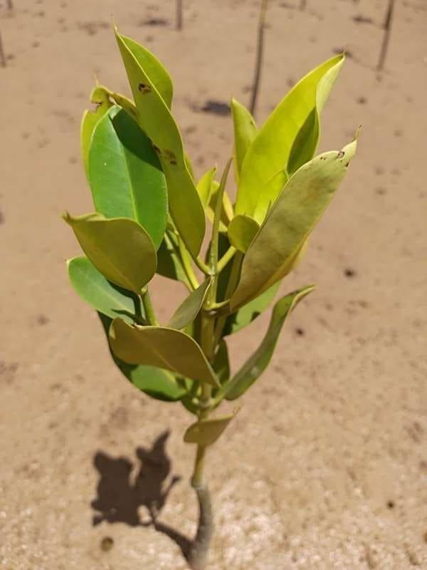 tree image