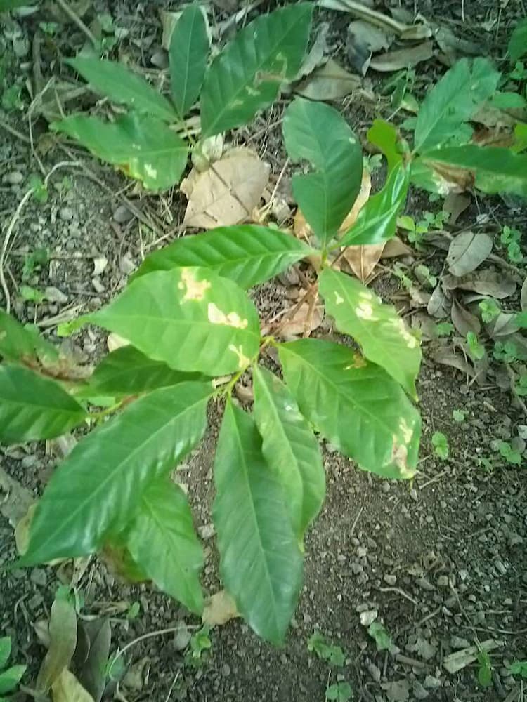 tree image