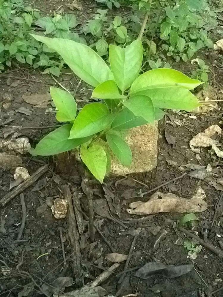 tree image