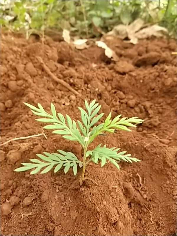tree image