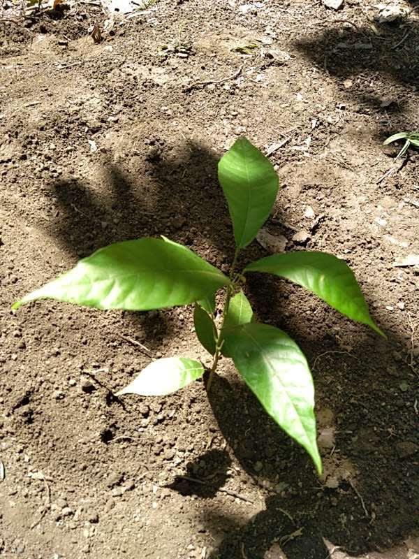tree image
