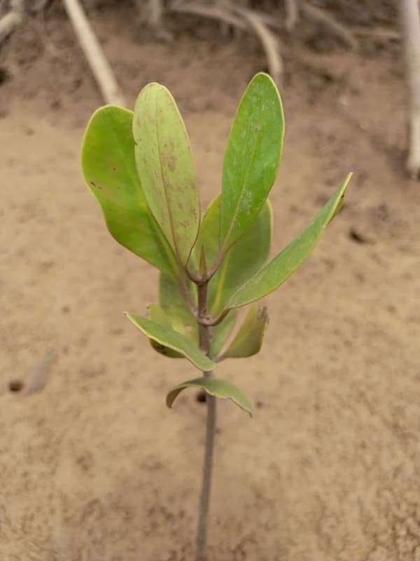 tree image