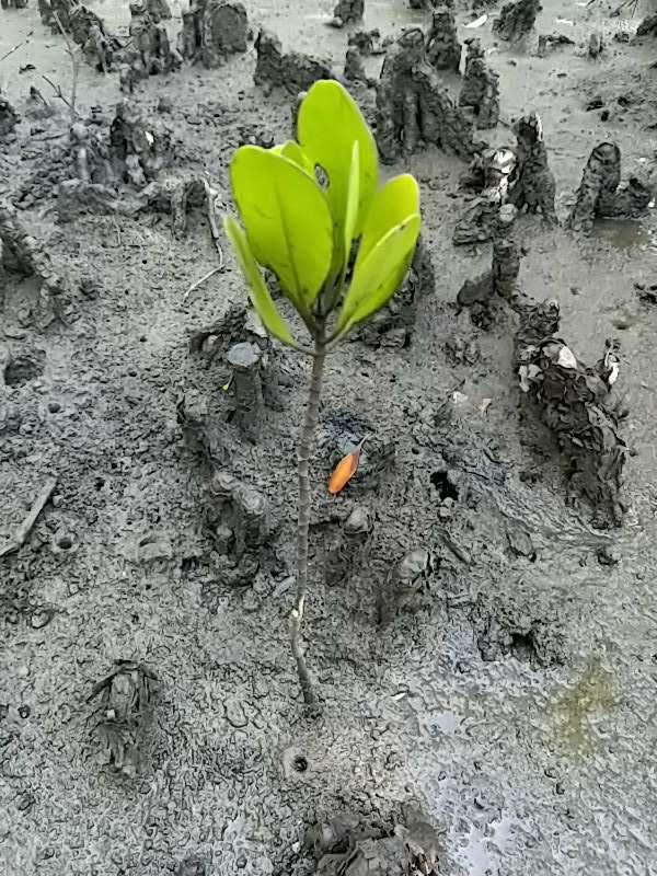 tree image