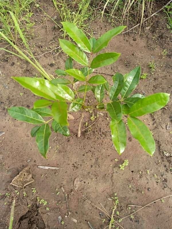 tree image