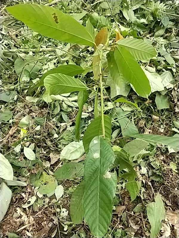 tree image