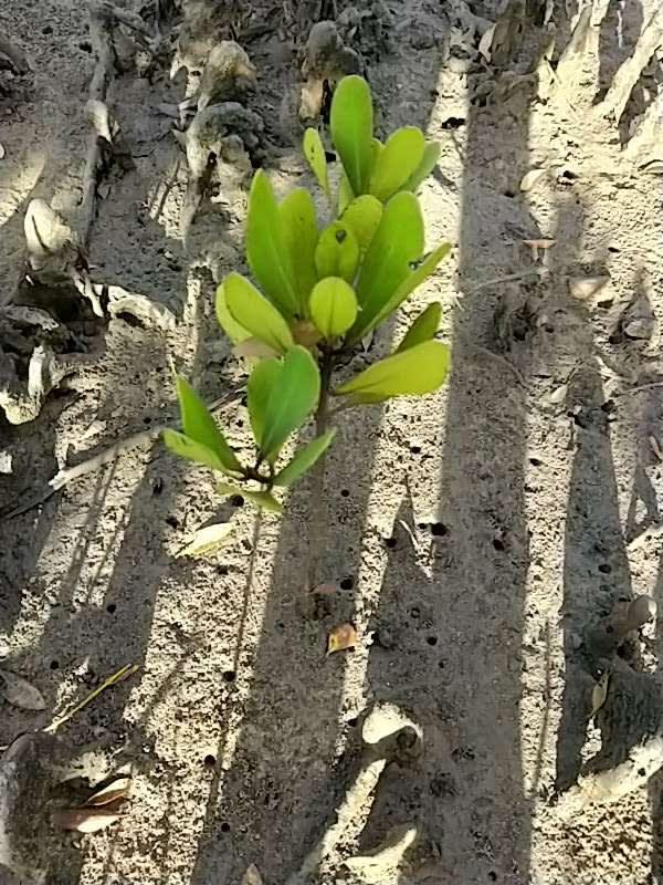 tree image